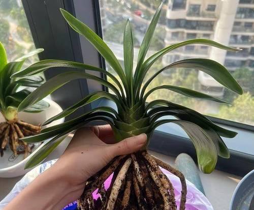 硬壳绿君子兰开花时的特征是什么？