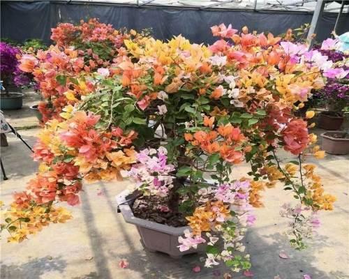 爬藤三角梅如何爬树？怎样才能美观？