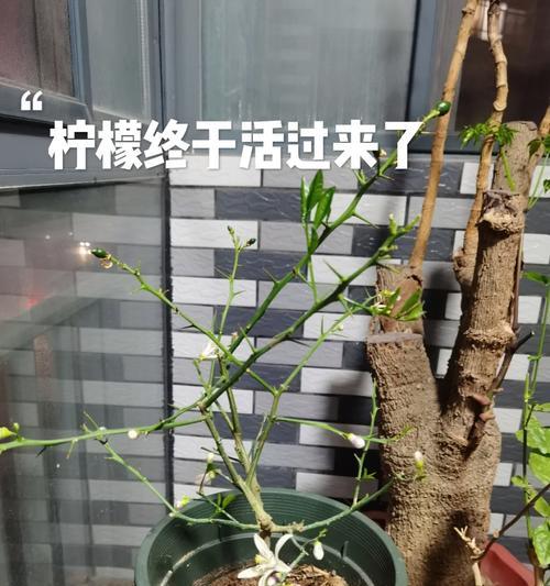 柠檬硬币叶子发黄的处理方法是什么？