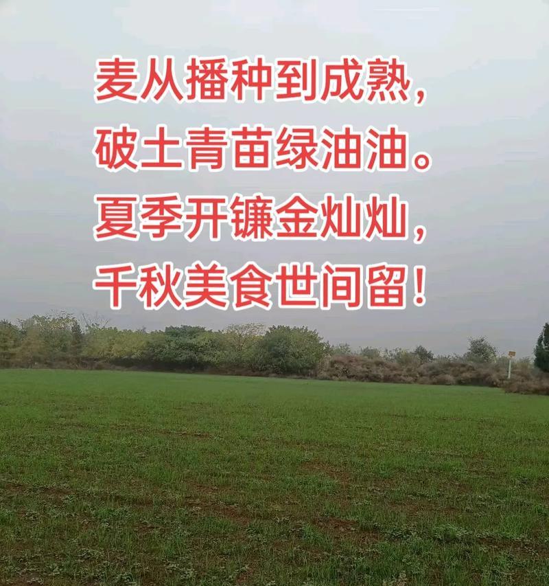 地葵播种的最佳时间是什么时候？