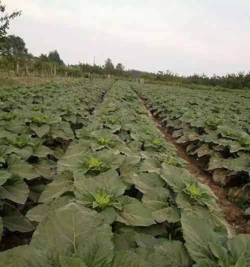 地葵播种的最佳时间是什么时候？