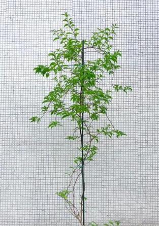 三角梅伞状高飘修剪技巧是什么？