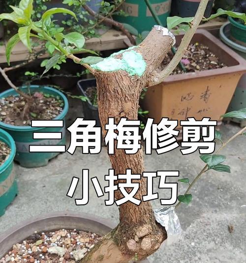 三角梅伞状高飘修剪技巧是什么？