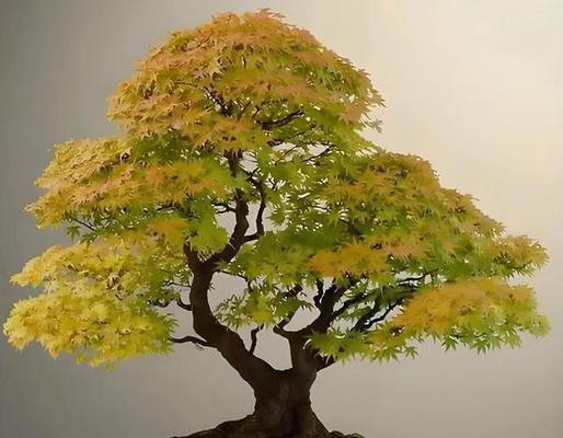 盆景枝条留种的正确方法是什么？