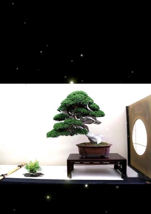 盆景枝条留种的正确方法是什么？