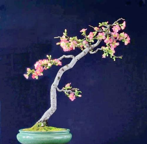 盆景枝条留种的正确方法是什么？