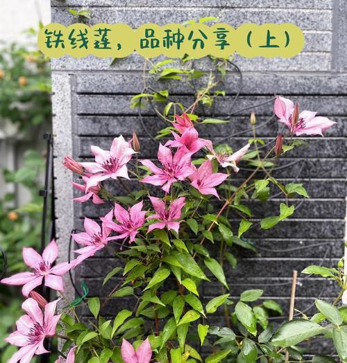 铁线莲冬季新苗养护技巧有哪些？