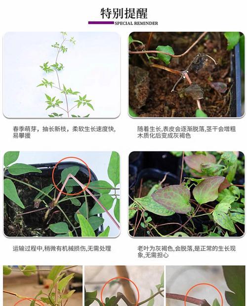 铁线莲冬季新苗养护技巧有哪些？