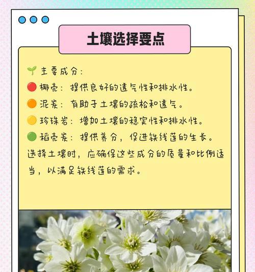铁线莲冬季新苗养护技巧有哪些？