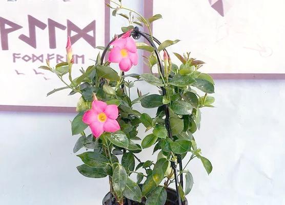 阳台适合种植哪些爬藤花卉？