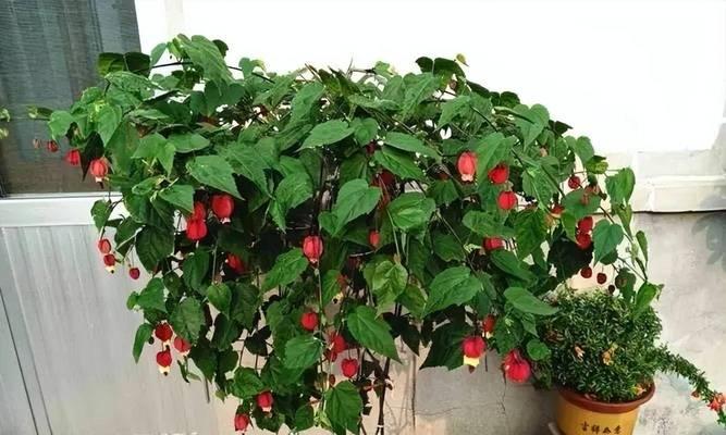 阳台适合种植哪些爬藤花卉？