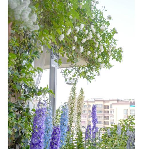 阳台适合种植哪些爬藤花卉？