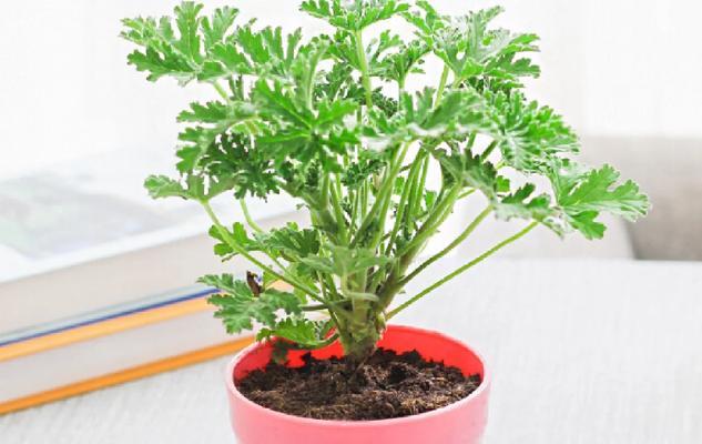 飘香槭叶子发黄怎么办？原因和解决办法是什么？