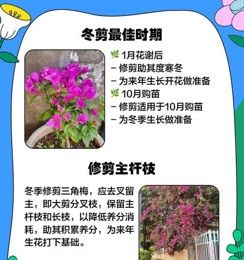 三角梅粗桩修剪的最佳方法是什么？