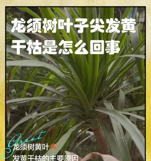 龙血树叶子发黄的判断方法有哪些？