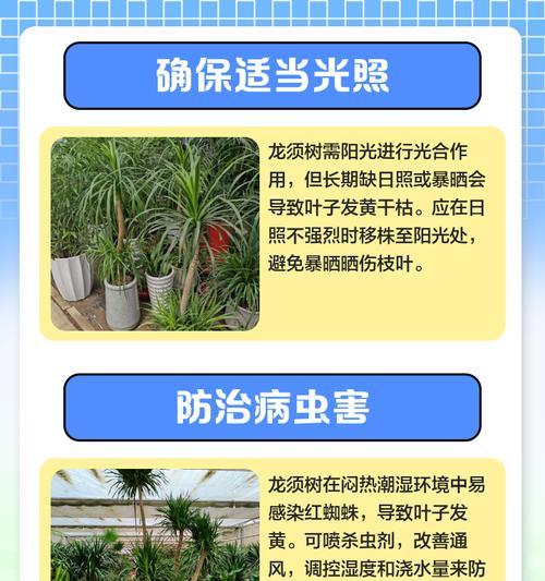 龙血树叶子发黄的判断方法有哪些？