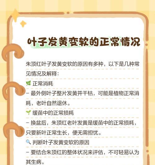 朱顶红叶子发黄怎么办？不绿的原因是什么？