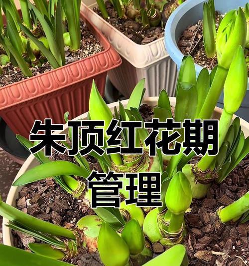 朱顶红叶子发黄怎么办？不绿的原因是什么？