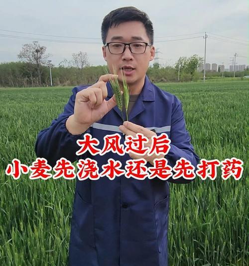 新疆冬天小麦如何正确浇水？