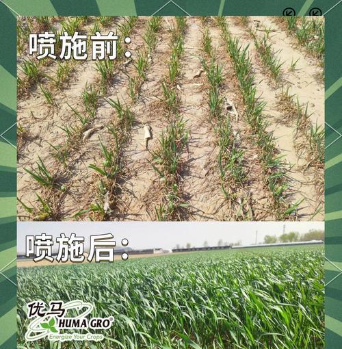 新疆冬天小麦如何正确浇水？