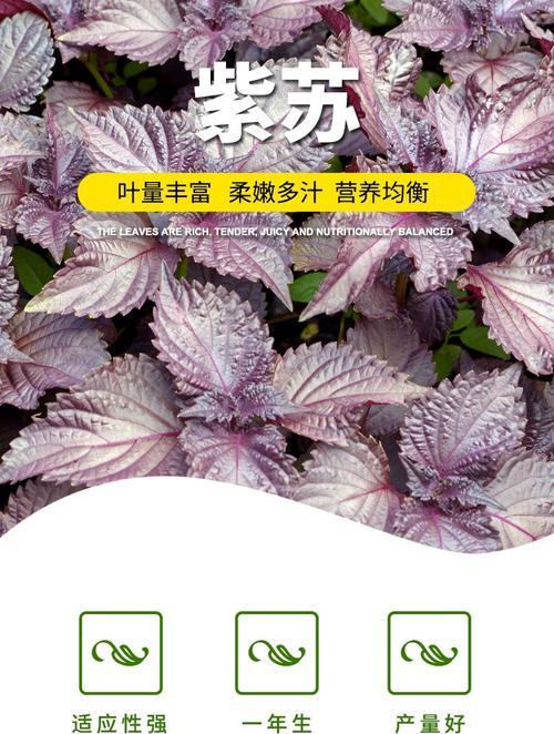 紫苏在广东的最佳播种时间是什么时候？