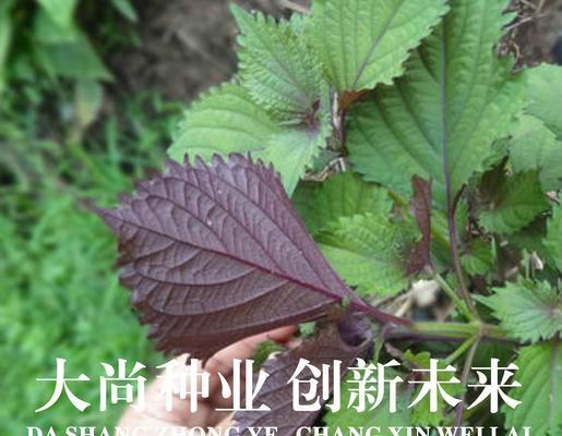 紫苏在广东的最佳播种时间是什么时候？