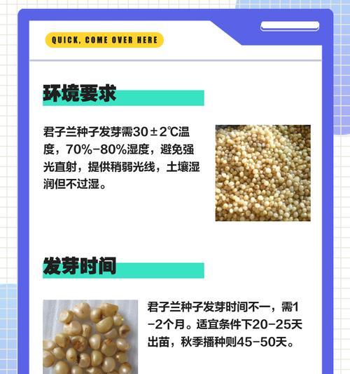 君子兰怎么样爱出侧芽？君子兰侧芽生长的秘诀是什么？