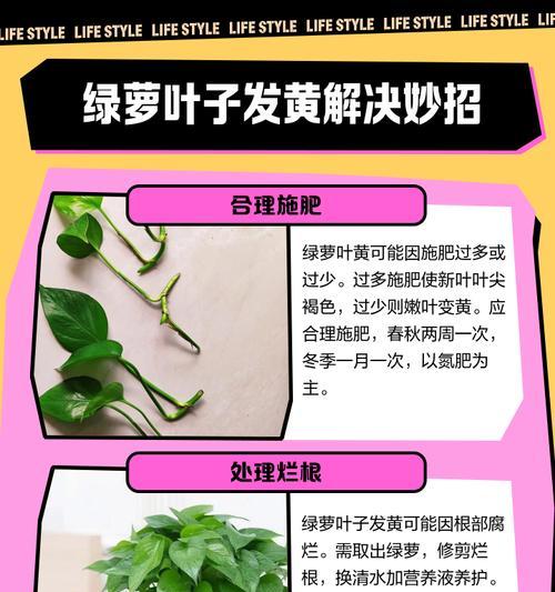 绿萝浇水过多导致叶子发黄怎么办？解决方法是什么？