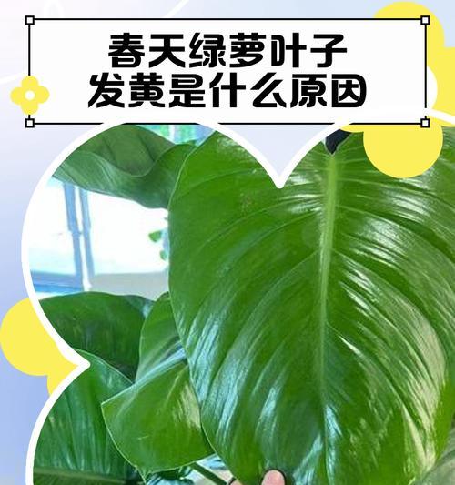绿萝浇水过多导致叶子发黄怎么办？解决方法是什么？