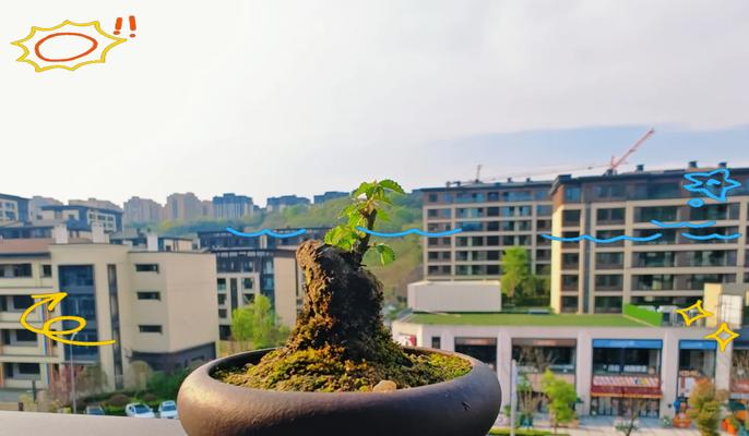 榆树浇水的正确方法有哪些？