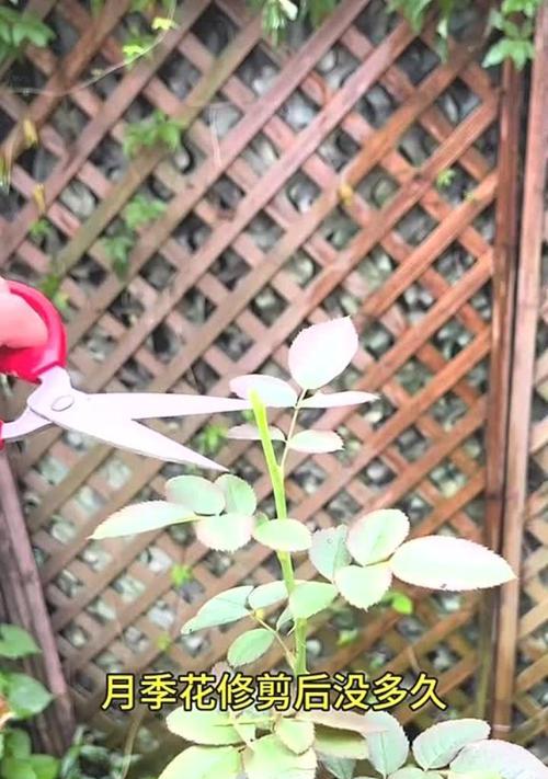月季花落地枝条的修剪方法是什么？