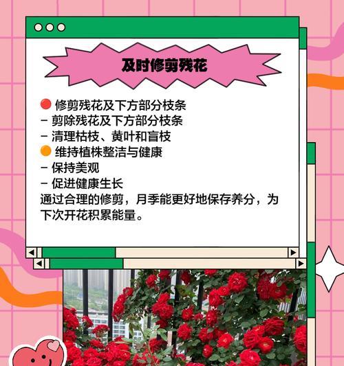 月季花落地枝条的修剪方法是什么？