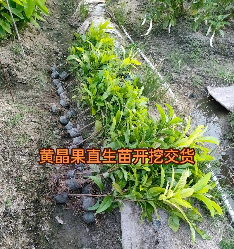 黄晶果树栽培技术要点是什么？