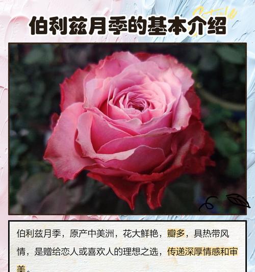 如何在网上搜索到心仪的月季花品种？