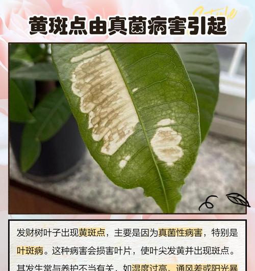 柚子树叶子发黄是什么原因？