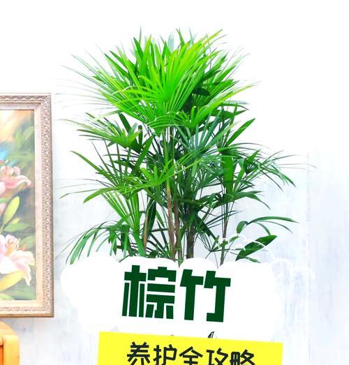 招财棕竹叶子发黄如何挽救？