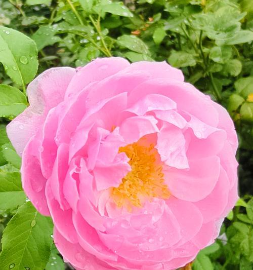 如何调整月季的花色？