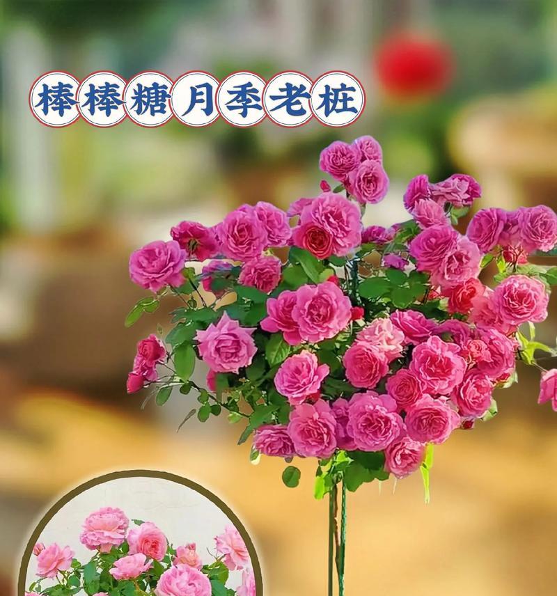 如何调整月季的花色？