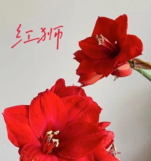 朱顶红缠胶带的作用是什么？