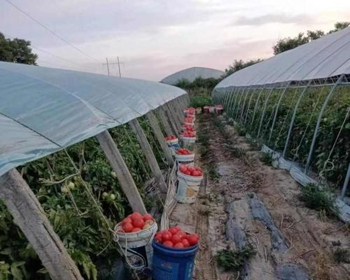早熟西红柿的最佳播种时间是什么时候？