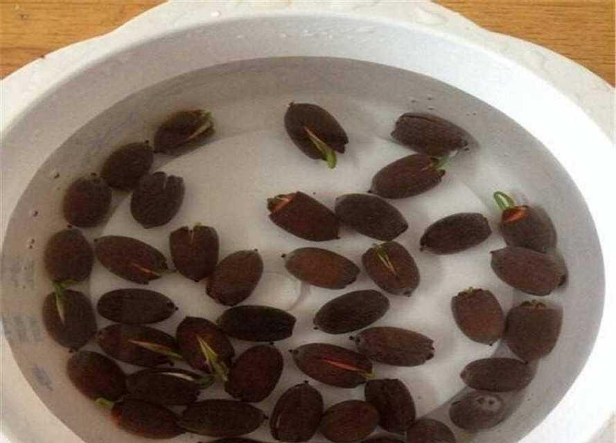 碗莲新叶发黄是什么原因？