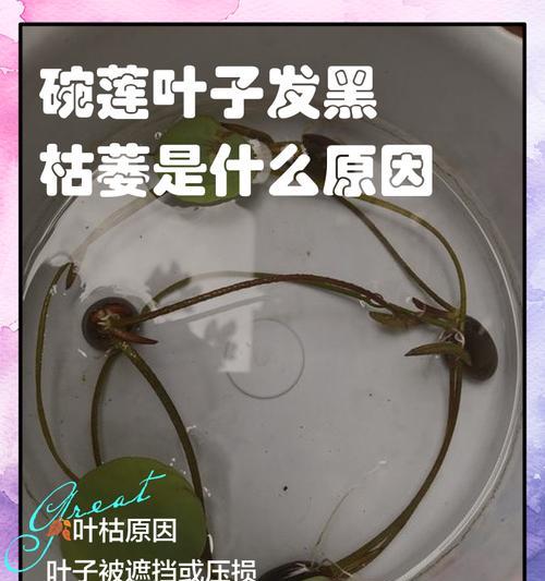 碗莲新叶发黄是什么原因？