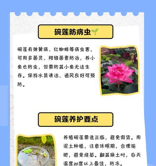 碗莲新叶发黄是什么原因？