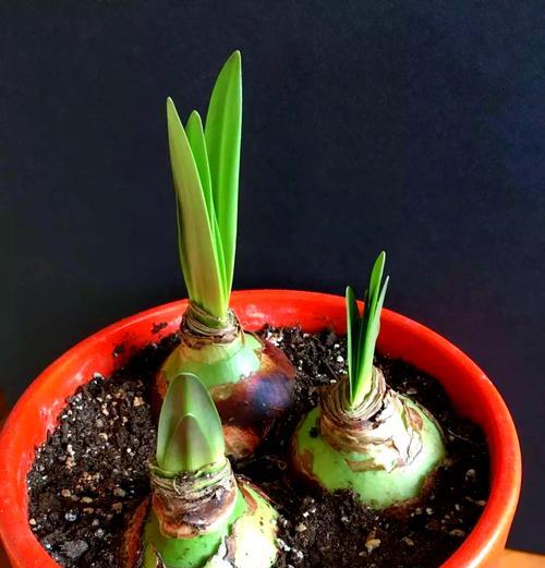 朱顶红种植后发霉是什么原因？如何预防？