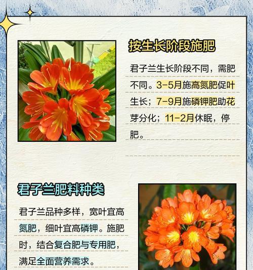 君子兰可以用什么生根剂？哪种生根剂效果好？