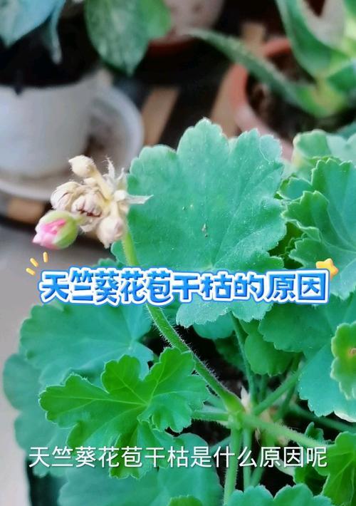 天竺葵爆花苞的处理方法有哪些？
