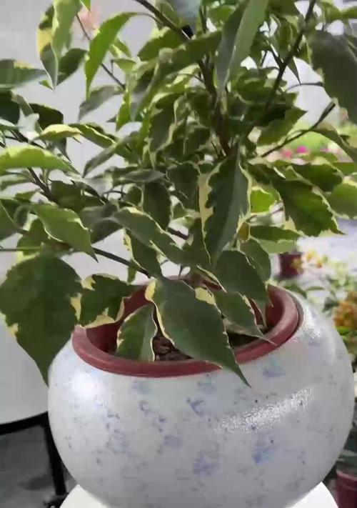 天竺葵爆花苞的处理方法有哪些？
