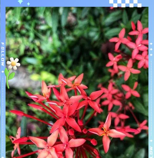 常见的无毒观赏植物有哪些？
