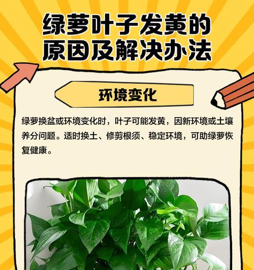 水培绿萝叶子发黄的解决方法是什么？