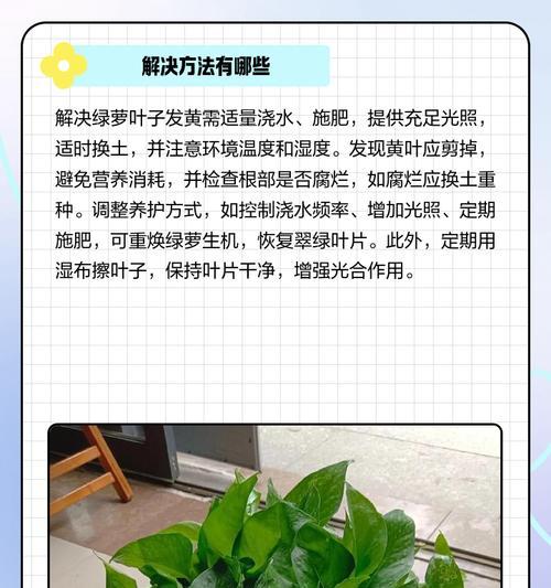 水培绿萝叶子发黄的解决方法是什么？